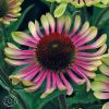 Echinacea Green Twister